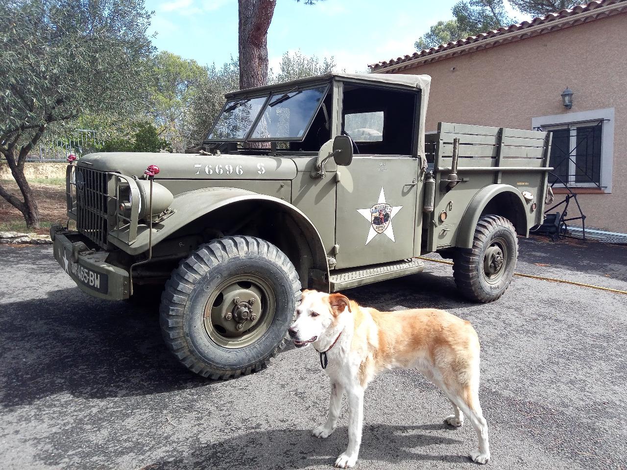 DODGE M37 T245 - 1951 LesAnciennes.com